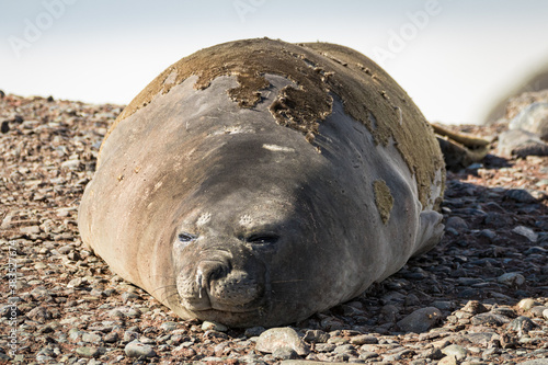 Southern Elephant Seal (Mirounga leonina), Antarctica