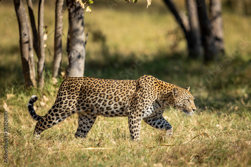 Adult leopard walking through the bush in morning sunshine in Moremi in Okavango Delta in Botswana