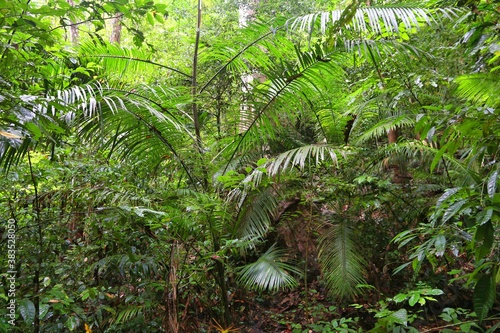 Rainforest flora