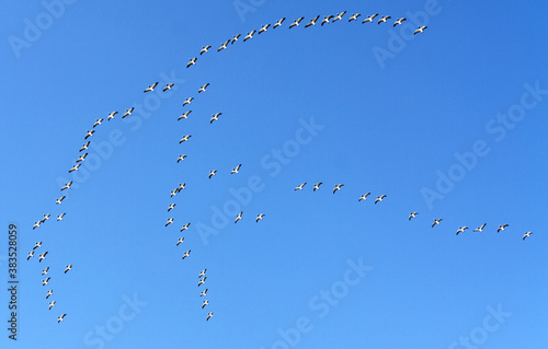Flight of Barnacle geese (Branta leucopsis)