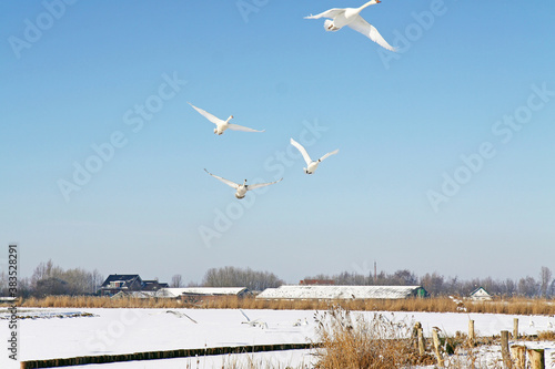 Mute swans flying over a frozen world in the Netherlands.