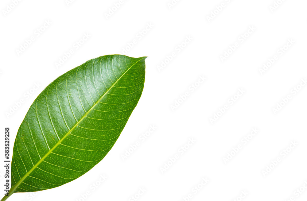 Obraz premium Green leaf mango isolated on white background