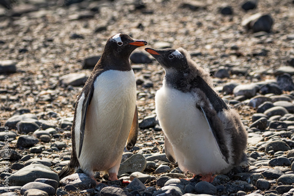 Naklejka premium Mother gentoo penguin and her young (Pygoscelis papua), Antarctica
