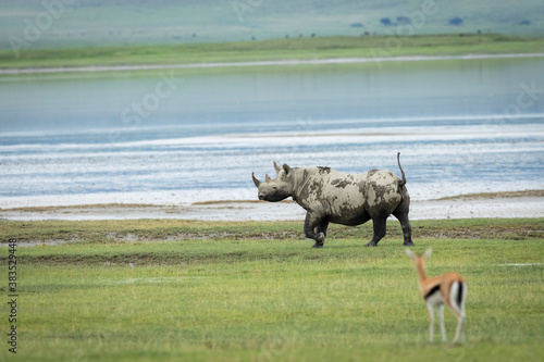 Adult black rhino walking on short green grass in Ngorongoro Crater in Tanzania