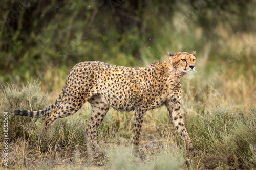 Horizontal portait of an adult cheetah walking wet in the rain in Ndutu in Tanzania