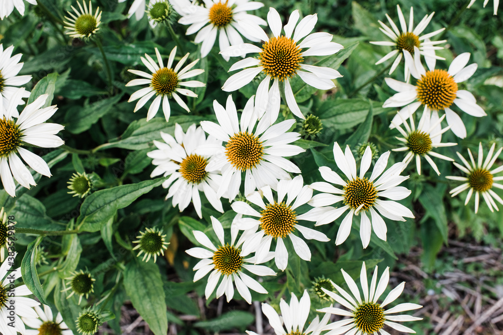 Overhead view of giant daisy in garden Overhead view of giant daisy in garden