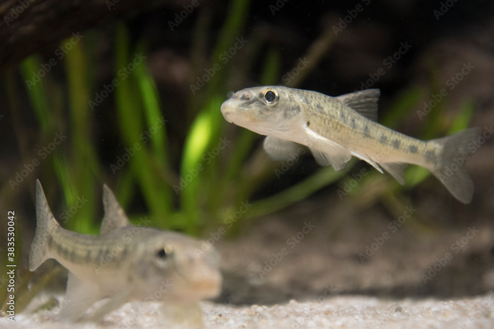 Naklejka premium fish in the water