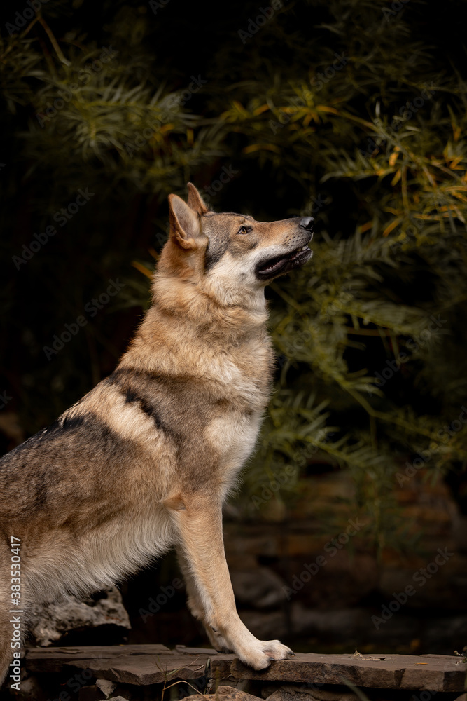 Beautiful wolf dog breed