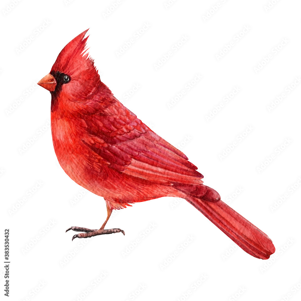 Obraz Red cardinal, bird Watercolor drawings, Hand Drawn Illustration isolated on white background