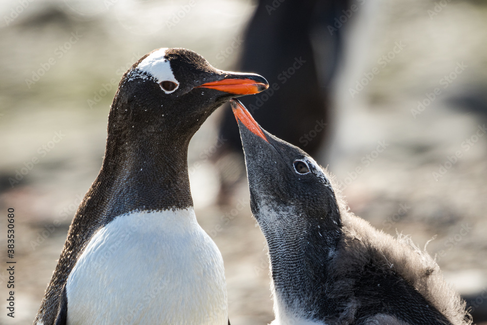 Naklejka premium Mother gentoo penguin feeding young (Pygoscelis papua), Antarctica