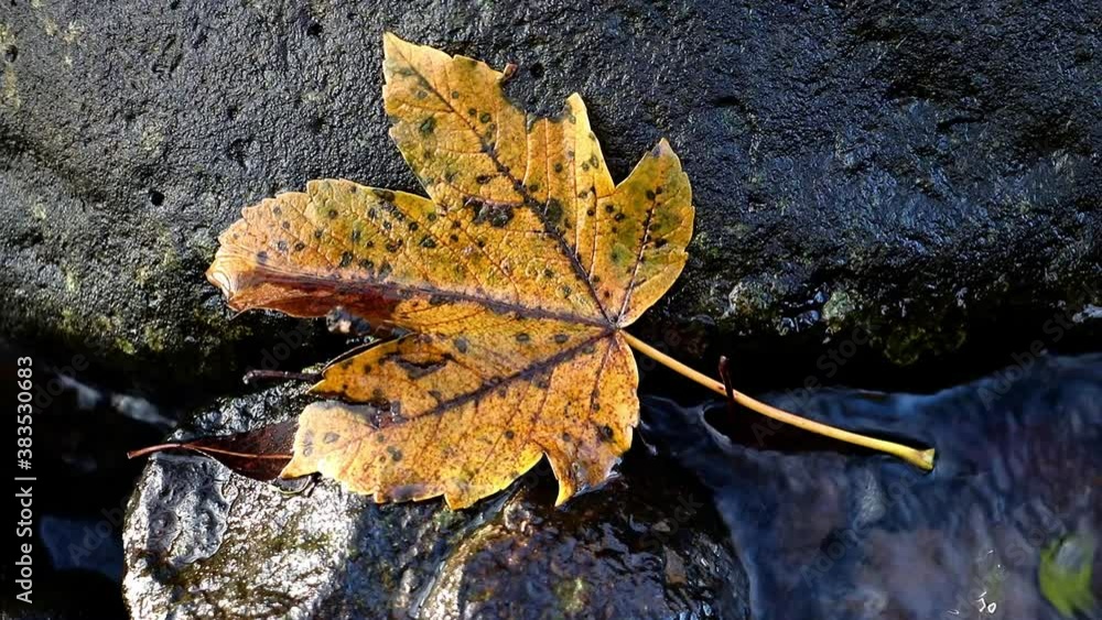 The detailed look at yellow leaf lying on rock in autumn creek. Autumn foliage in the brook, close up. The detailed look at yellow leaf lying on rock in autumn creek. Autumn foliage in the brook, close up.