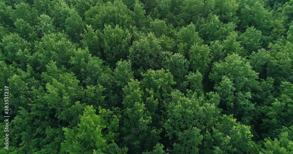 Aerial forest landscape view. Nature scenery. Countryside green trees drone flyover low motion. Revival meditation. Safe ecology Aerial forest landscape view. Nature scenery. Countryside green trees drone flyover low motion. Revival meditation. Safe ecology