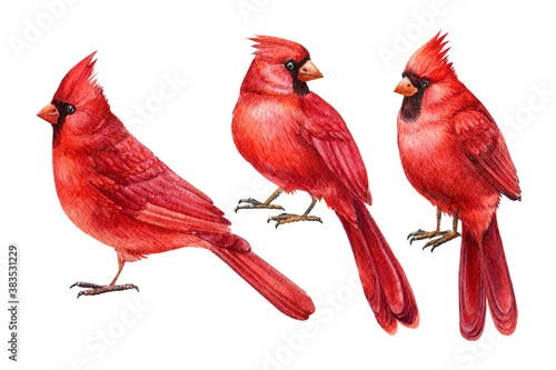 Fototapeta Red cardinals, birds set on white isolated background
