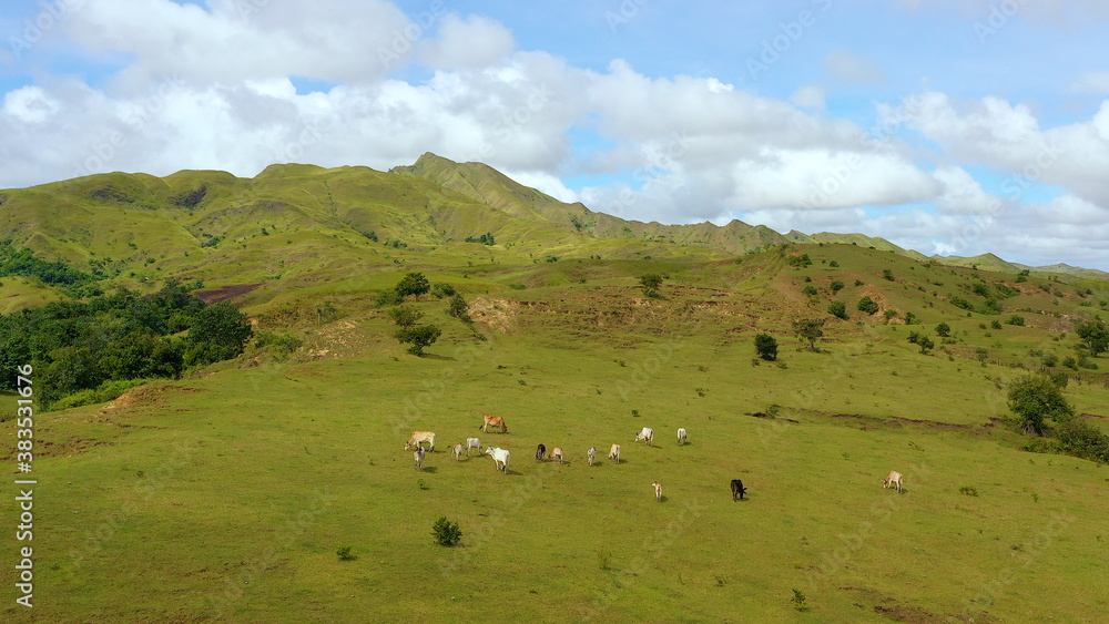 Cows graze in the mountain meadows. Green hills and blue sky with clouds. Beautiful landscape on the island of Luzon, aerial view.