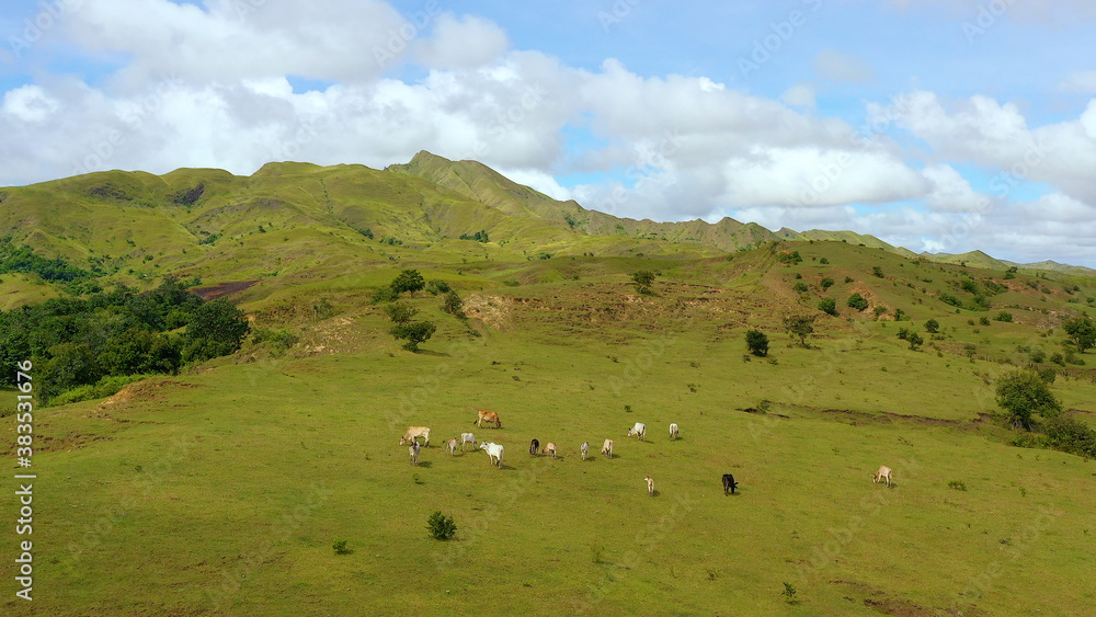 Cows graze in the mountain meadows. Green hills and blue sky with clouds. Beautiful landscape on the island of Luzon, aerial view. Cows graze in the mountain meadows. Green hills and blue sky with clouds. Beautiful landscape on the island of Luzon, aerial view.