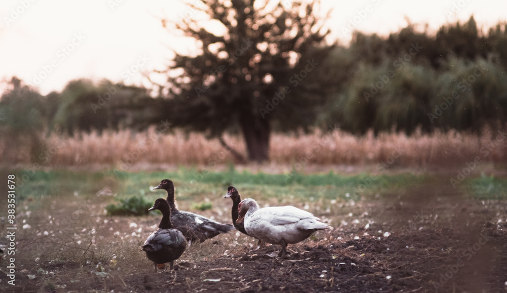 A flock of poultry. Village ducks and geese. White and gray domestic geese walk on the street and nibble grass.