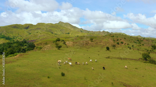 Cows graze in the mountain meadows. Green hills and blue sky with clouds. Beautiful landscape on the island of Luzon, aerial view.