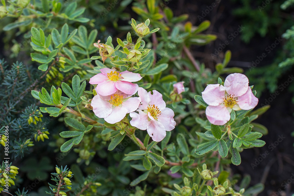 Flowers of dog-rose rosehip growing in nature Flowers of dog-rose rosehip growing in nature