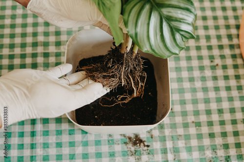 Gands transplanting plant a into a new pot. Gardeners hand transplanting plant in cement pots on the green table. Concept of home garden. photo