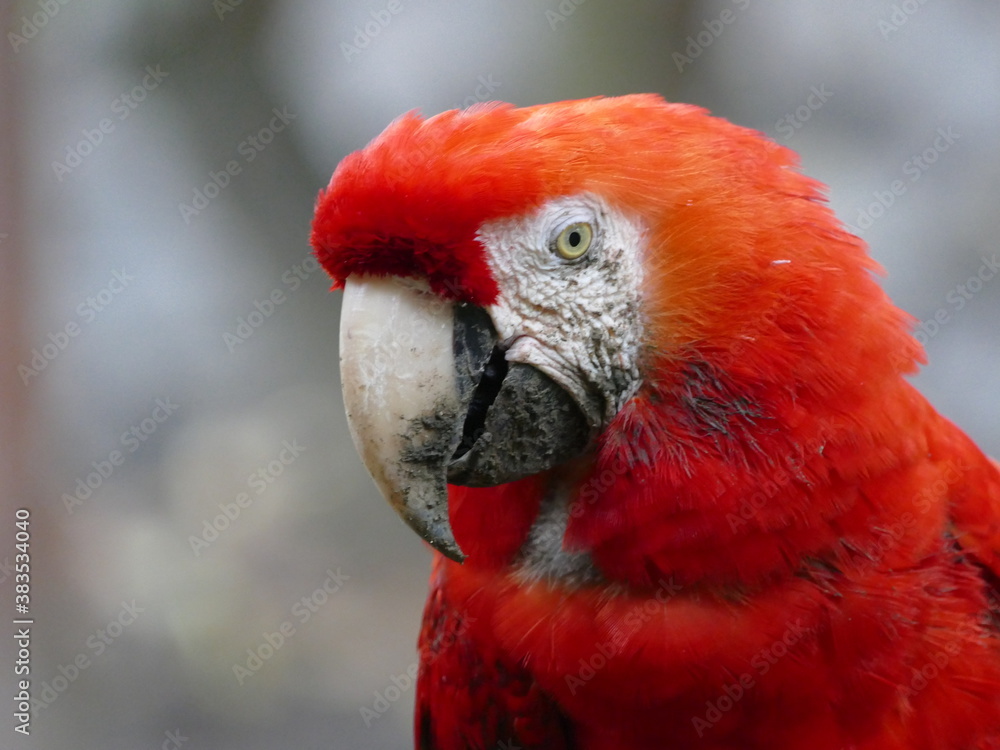 Der Hellrote Ara oder Arakanga (Ara macao), ist Großpapagei aus der Gattung der Eigentlichen Aras. Hier aus Ecuador.