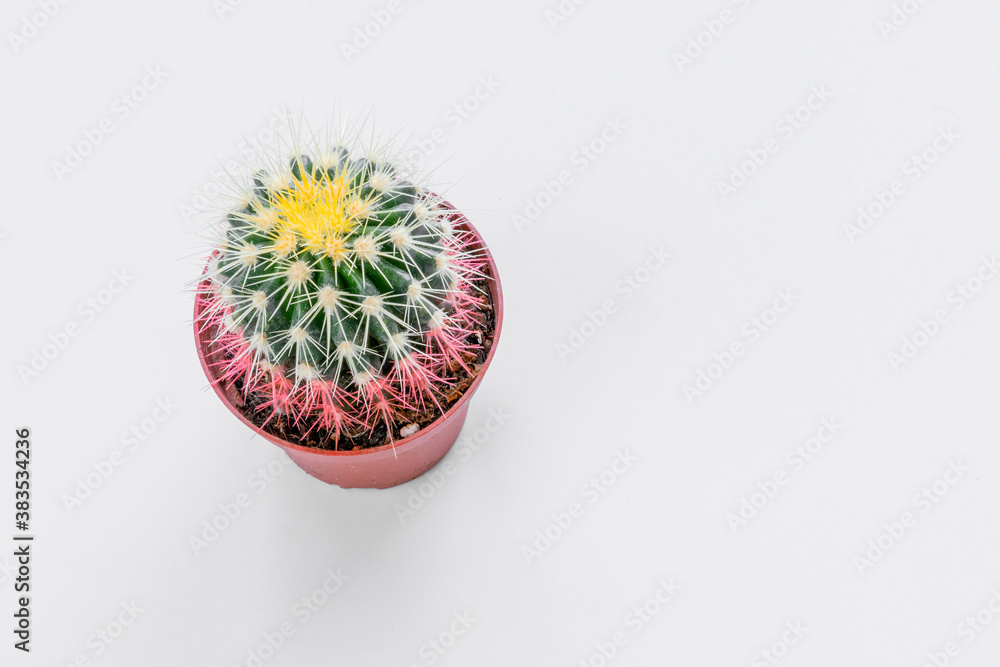 cactus plant in flowerpot stands on white table or window sill at home cactus plant in flowerpot stands on white table or window sill at home