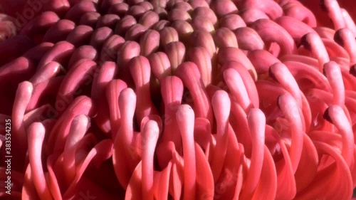 macro shot of a nsw waratah in bloom at brisbane water national park in nsw, australia photo