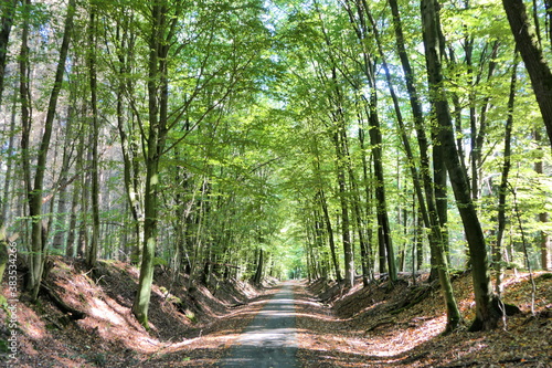 Path through the forest. A narrow road leads straight through a dense  green forest. The sunlight creates shadows in the whole area.