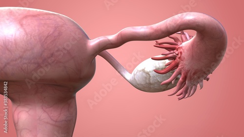 emale reproductive system anatomy and physiology.3D