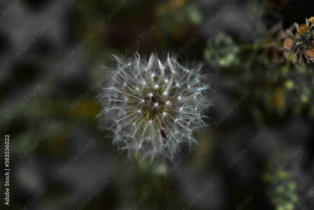 Fototapeta premium close up of dandelion