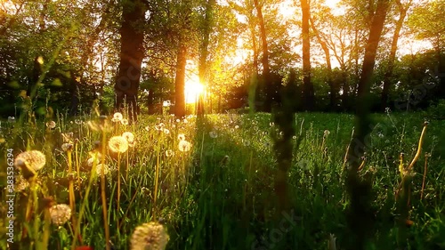 morning in a forest slow motion