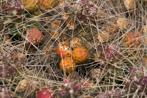 Exotic flora. Closeup view of a Tunilla corrugata also known as Opuntia longispina cactus, orange fruits and sharp spines, growing in the desert. photo