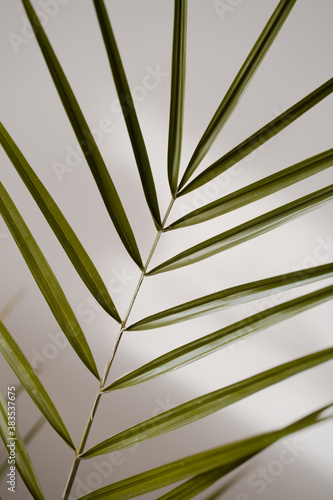 Aesthetic Palm leaf in the shade