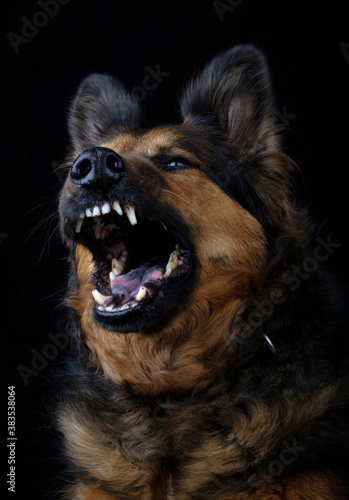 German Shepherd Dog showing teeth