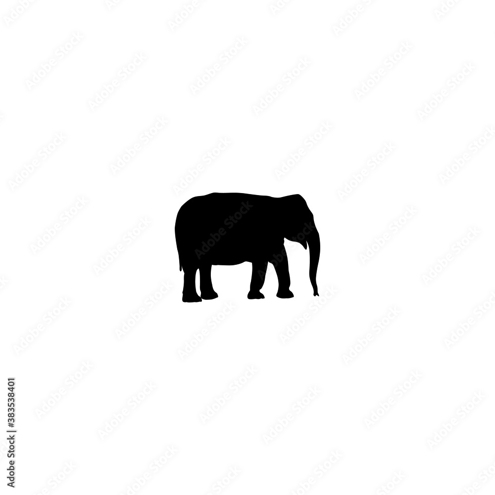Fototapeta premium african elephant isolated on white