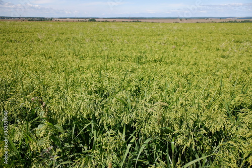 Millet in the field. Cultivation of agricultural crops for livestock feed. Green millet seeds