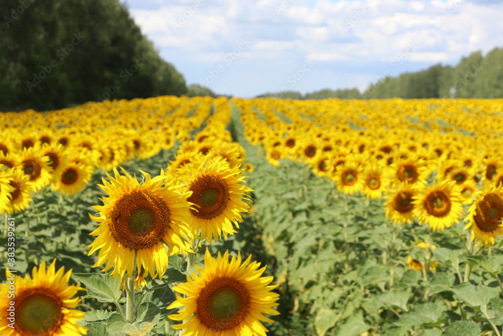 Fototapeta premium field of sunflowers