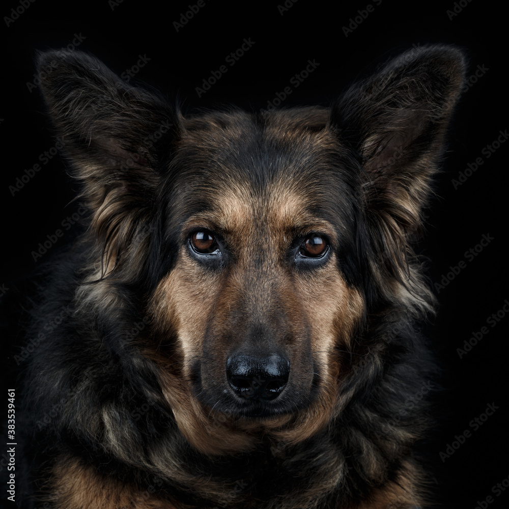 German Shepherd Dog German Shepherd Dog