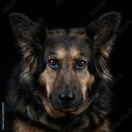 German Shepherd Dog © Terence Rees