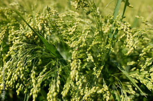 Millet in the field. Cultivation of agricultural crops for livestock feed. Green millet seeds