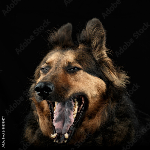 German Shepherd dog 