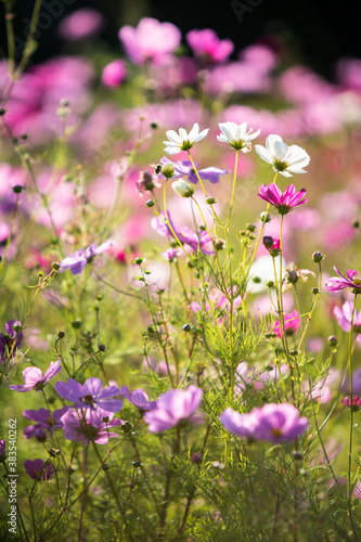 Cosmos wild flowers in sunshine