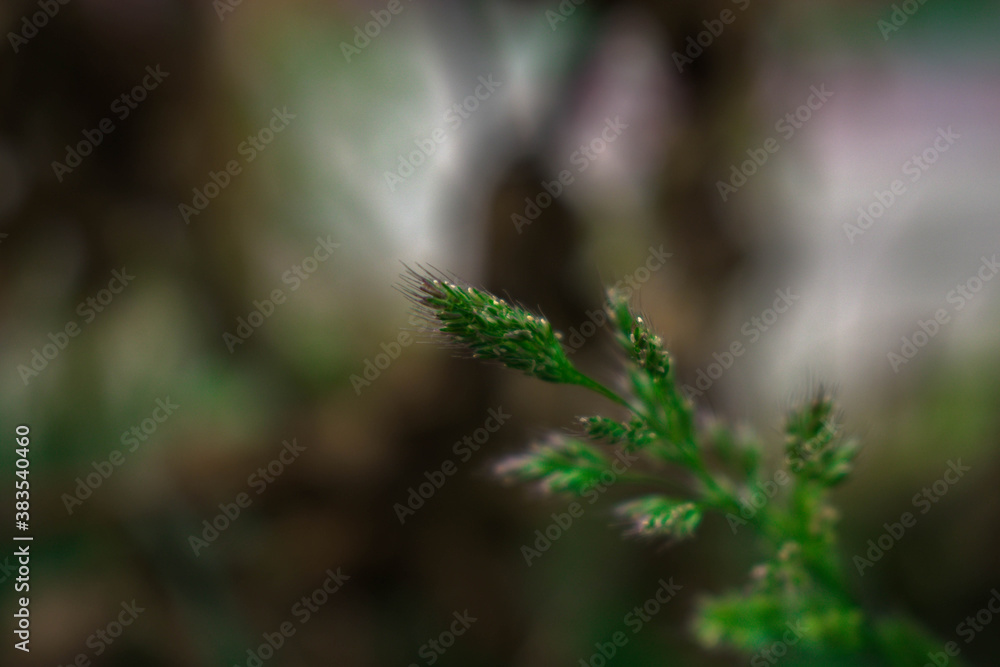 dew drops on the grass dew drops on the grass
