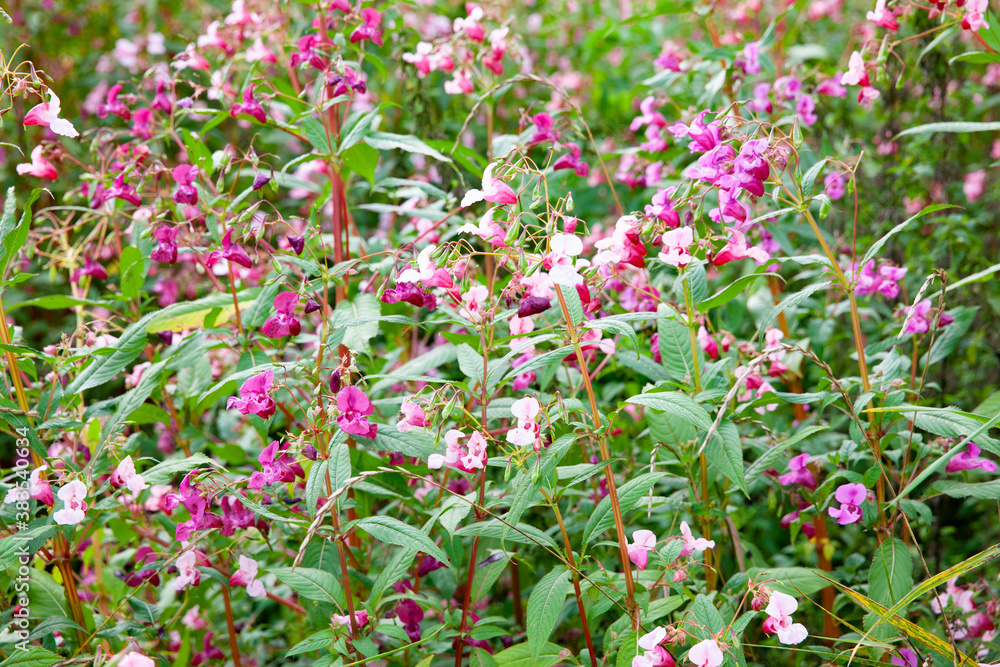 Drüsiges Springkraut Impatiens glandulifera Drüsiges Springkraut Impatiens glandulifera