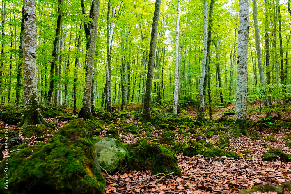 Obraz premium nature background of autumn forest of beech trees