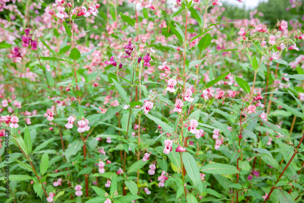 Drüsiges Springkraut Impatiens glandulifera Drüsiges Springkraut Impatiens glandulifera