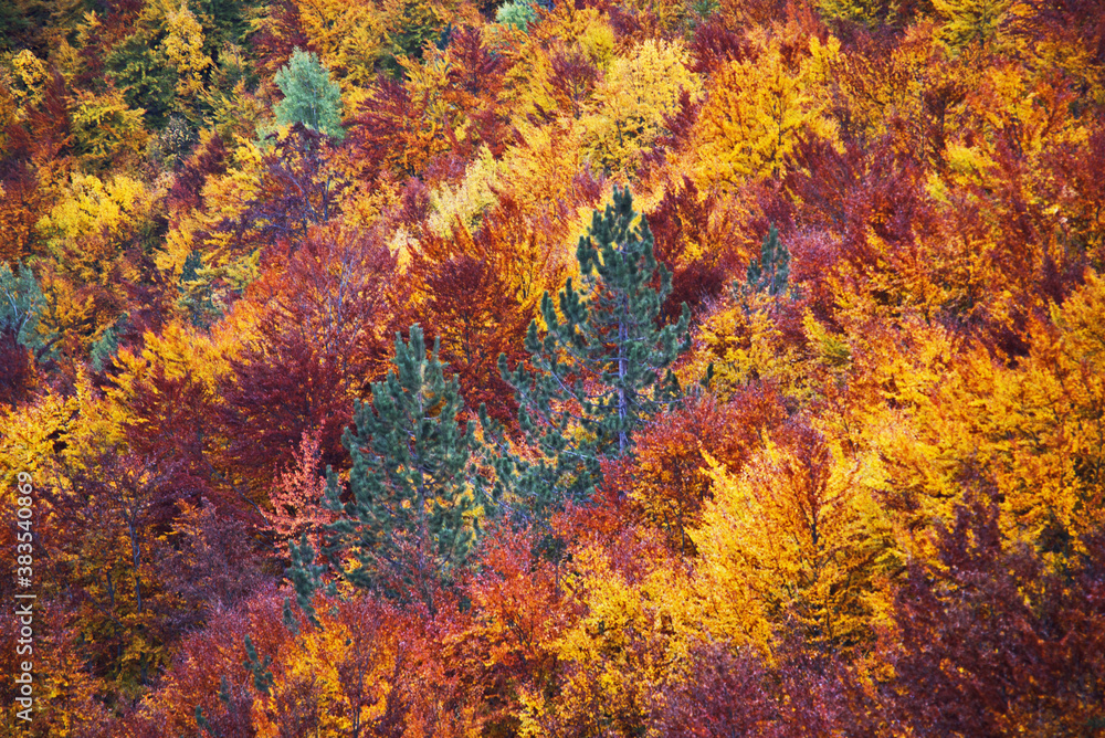 The top of the trees with various autumn colors leaves