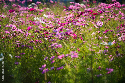 Cosmos wild flowers in sunshine
