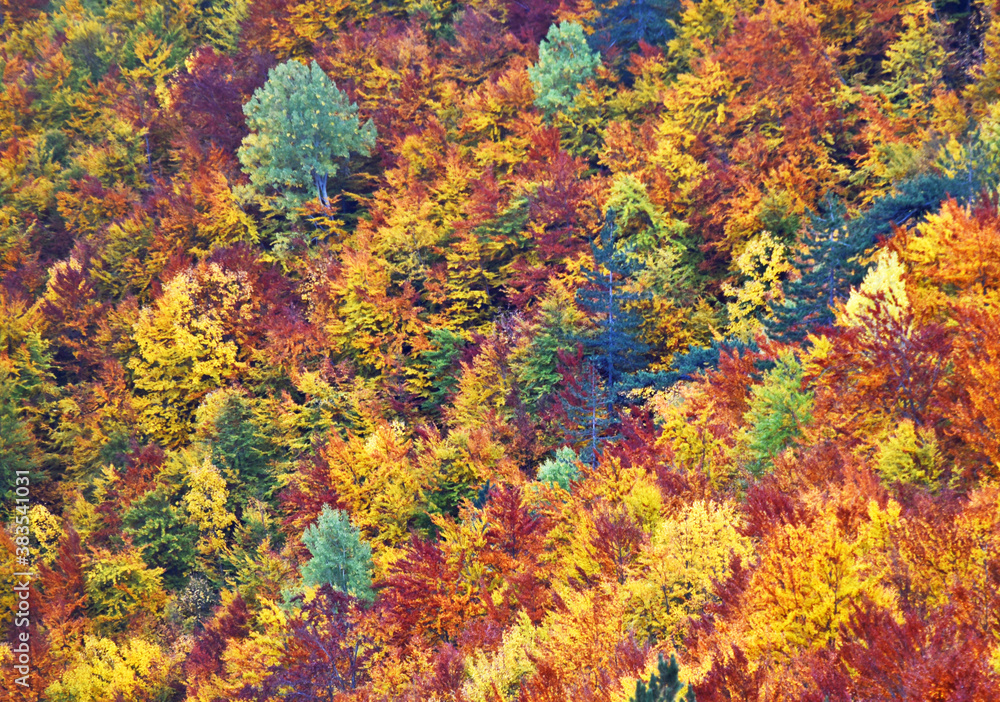 The top of the trees with various autumn colors leaves