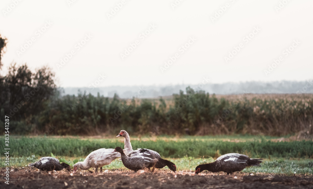 Obraz premium A flock of poultry. Village ducks and geese. White and gray domestic geese walk on the street and nibble grass.