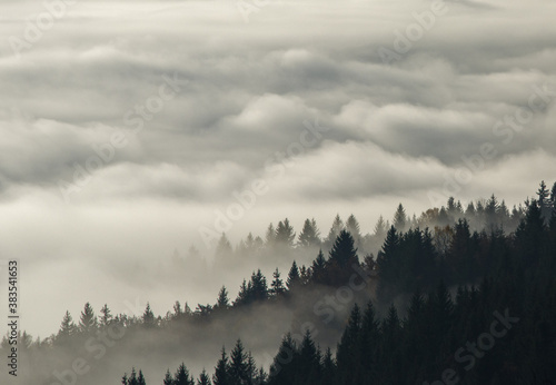 Trees in morning fog. Autumn scene on mountain. © Gorart